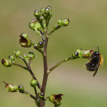 Load image into Gallery viewer, Figwort (Scrophularia nodosa)
