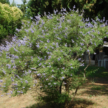 Load image into Gallery viewer, Chaste Tree aka. Vitex (Vitex agnus-castus)
