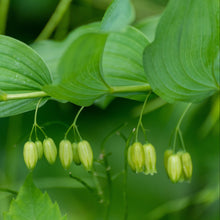 Load image into Gallery viewer, Solomon&#39;s Seal (Polygonatum biflorum)
