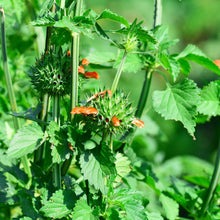 Load image into Gallery viewer, Cordao aka. Klip Dagga (Leonotis nepetifolia)
