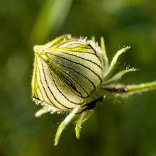 Load image into Gallery viewer, Kenaf aka. Fiber Hibiscus (Hibiscus cannibinus)
