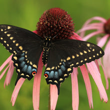 Load image into Gallery viewer, Echinacea pallida (Echinacea pallida)
