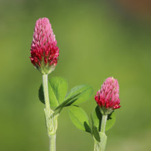 Load image into Gallery viewer, Clover, Crimson (Trifolium incarnatum)
