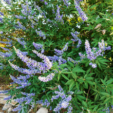 Load image into Gallery viewer, Chaste Tree aka. Vitex (Vitex agnus-castus)
