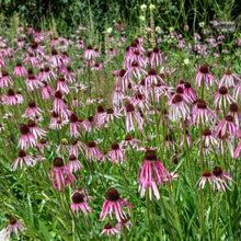 Load image into Gallery viewer, Echinacea pallida (Echinacea pallida)
