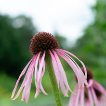 Load image into Gallery viewer, Echinacea pallida (Echinacea pallida)
