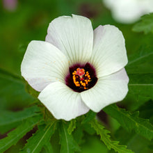 Load image into Gallery viewer, Kenaf aka. Fiber Hibiscus (Hibiscus cannibinus)
