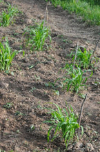 Load image into Gallery viewer, Blue Rainbow Corn Landrace
