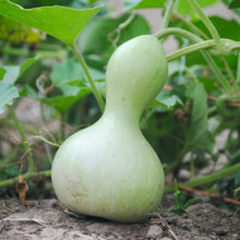 Load image into Gallery viewer, Hopi Origin Rattle Gourd
