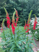 Load image into Gallery viewer, Cardinal Flower (Lobelia cardinalis)
