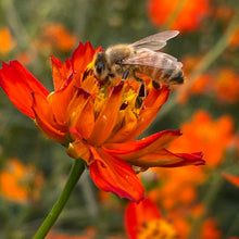 Load image into Gallery viewer, Small Seed CSA Share
