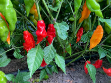 Load image into Gallery viewer, Hot Paper Lantern Pepper
