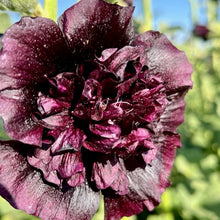 Load image into Gallery viewer, Jet Black Hollyhock
