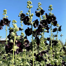 Load image into Gallery viewer, Jet Black Hollyhock
