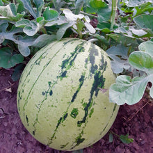 Load image into Gallery viewer, Diné Origin Sweet Storage Watermelon
