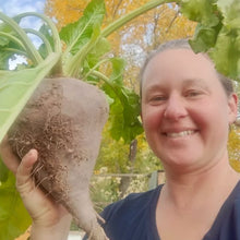 Load image into Gallery viewer, German Lutz Beets (Winterkeeper Beets)
