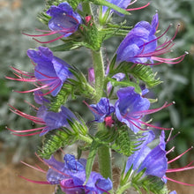 Load image into Gallery viewer, Viper&#39;s Bugloss (Echium vulgare)
