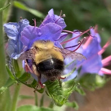 Load image into Gallery viewer, Viper&#39;s Bugloss (Echium vulgare)
