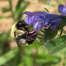 Load image into Gallery viewer, Viper&#39;s Bugloss (Echium vulgare)
