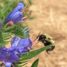 Load image into Gallery viewer, Viper&#39;s Bugloss (Echium vulgare)
