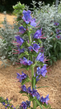 Load image into Gallery viewer, Viper&#39;s Bugloss (Echium vulgare)
