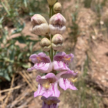 Load image into Gallery viewer, Penstemon, Palmer&#39;s Scented aka. aka Beardtongue (Penstemon palmeri)
