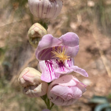 Load image into Gallery viewer, Penstemon, Palmer&#39;s Scented aka. aka Beardtongue (Penstemon palmeri)
