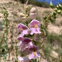 Load image into Gallery viewer, Penstemon, Palmer&#39;s Scented aka. aka Beardtongue (Penstemon palmeri)
