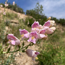 Load image into Gallery viewer, Penstemon, Palmer&#39;s Scented aka. aka Beardtongue (Penstemon palmeri)
