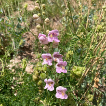 Load image into Gallery viewer, Penstemon, Palmer&#39;s Scented aka. aka Beardtongue (Penstemon palmeri)
