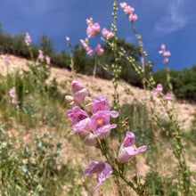 Load image into Gallery viewer, Penstemon, Palmer&#39;s Scented aka. aka Beardtongue (Penstemon palmeri)
