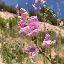 Load image into Gallery viewer, Penstemon, Palmer&#39;s Scented aka. aka Beardtongue (Penstemon palmeri)
