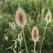 Load image into Gallery viewer, Teasel, Common (Dipsacus fullonum)
