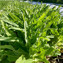 Load image into Gallery viewer, Summer 38 Celtuce (Chinese Stem Lettuce)
