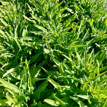 Load image into Gallery viewer, Summer 38 Celtuce (Chinese Stem Lettuce)
