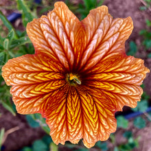Load image into Gallery viewer, Painted Tongue (Salpiglossis)
