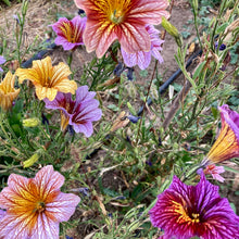 Load image into Gallery viewer, Painted Tongue (Salpiglossis)
