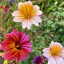 Load image into Gallery viewer, Painted Tongue (Salpiglossis)
