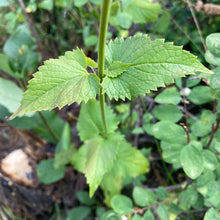 Load image into Gallery viewer, Hyssop, Nettleleaf Giant (Agastache urticifolia)
