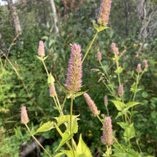 Load image into Gallery viewer, Hyssop, Nettleleaf Giant (Agastache urticifolia)
