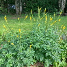 Load image into Gallery viewer, Agrimony (Agrimonia eupatoria)
