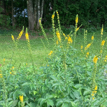 Load image into Gallery viewer, Agrimony (Agrimonia eupatoria)
