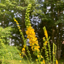 Load image into Gallery viewer, Agrimony (Agrimonia eupatoria)
