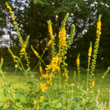 Load image into Gallery viewer, Agrimony (Agrimonia eupatoria)
