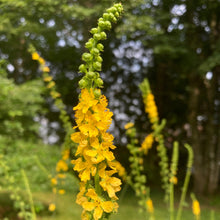 Load image into Gallery viewer, Agrimony (Agrimonia eupatoria)
