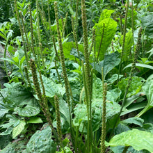 Load image into Gallery viewer, Plantain, Broadleaf (Plantago major)
