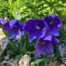 Load image into Gallery viewer, Balloon Flower (Platycodon grandiflorus)
