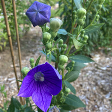 Load image into Gallery viewer, Balloon Flower (Platycodon grandiflorus)
