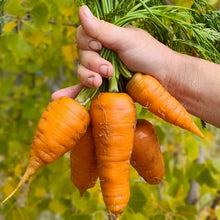 Load image into Gallery viewer, Kinko 6" Chantenay Carrot
