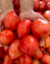 Load image into Gallery viewer, Mt. Roma Tomato
